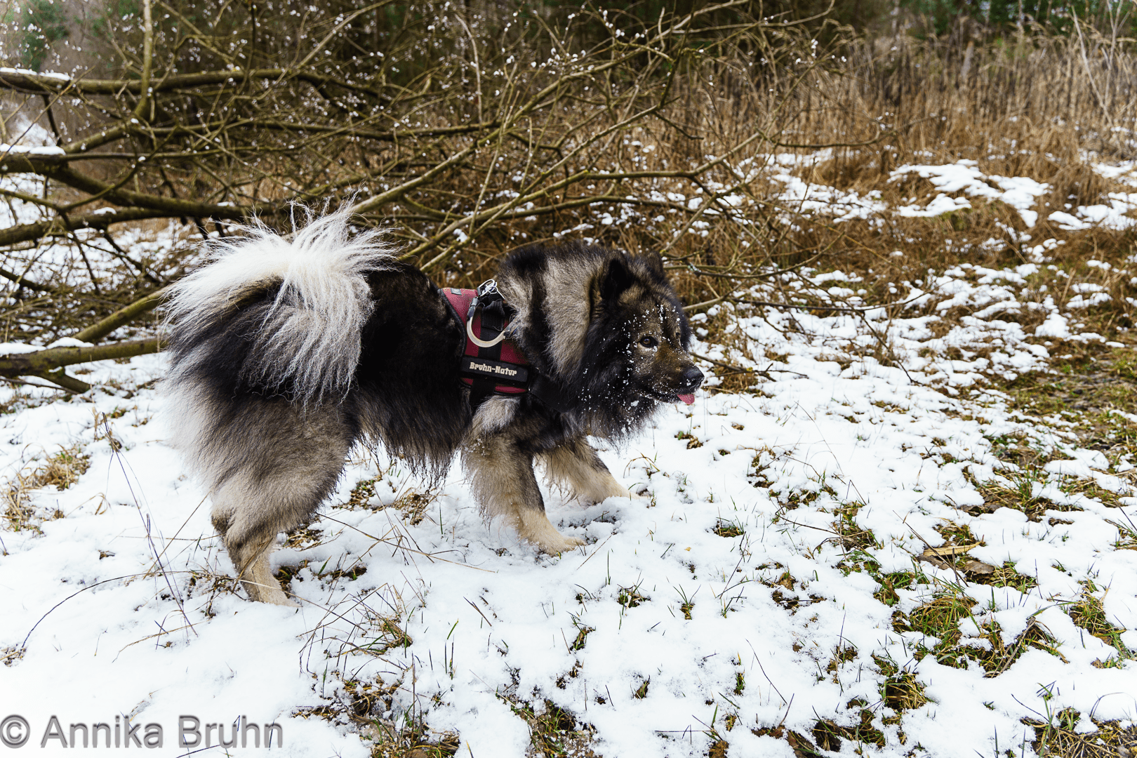 „Ätsch Bätsch- Q und der Schnee